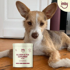 IMBY allergy and itch pet supplement bottle with label, designed to support pet health and skin comfort.