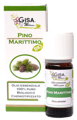 Maritime Pine BIO - Pinus pinaster - GREEN LIFE CYPRUS 