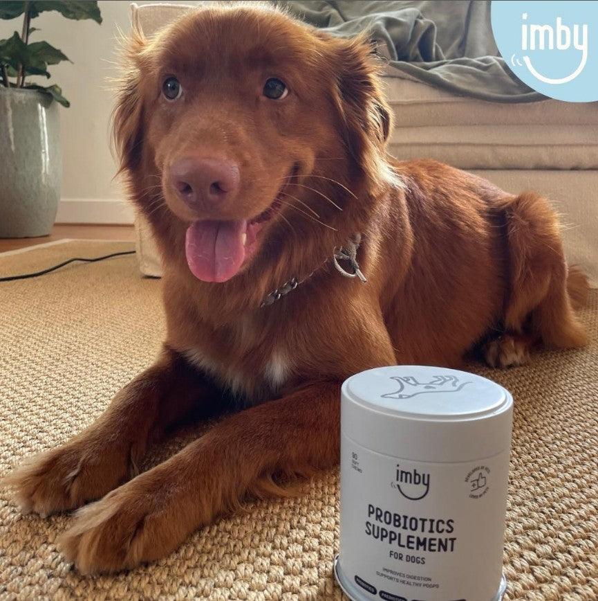 IMBY probiotics for dogs, showing the supplement bottle with labeled dosage and ingredients on a clean background.