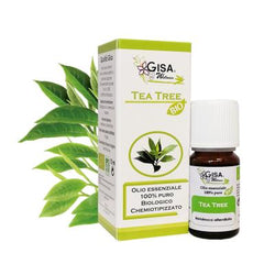 Tea Tree BIO - Melaleuca alternifolia - Gisa
