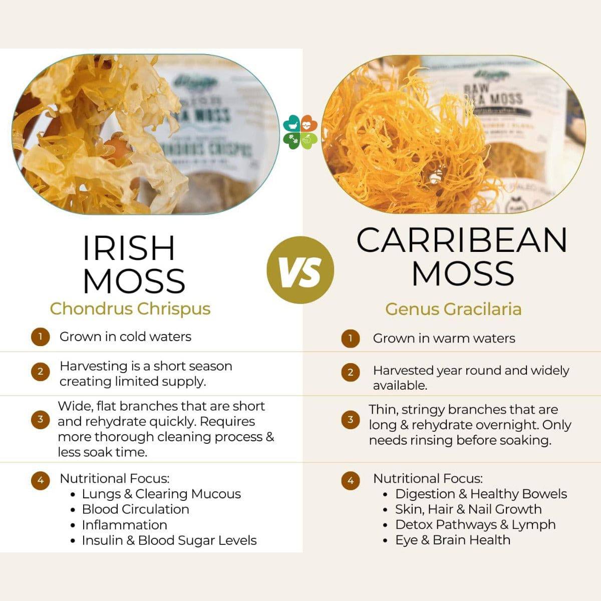 Old Products Connemara Irish Seamoss and Bladderwrack powder in a jar with fresh seaweed and herbal ingredients on a natural background.