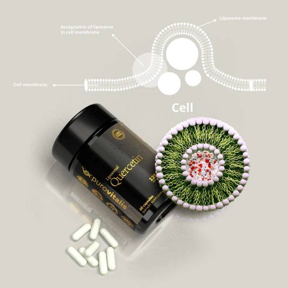 Liposomal Quercetin supplement by OLD PRODUCTS in a vegan capsule, shown with a close-up of the capsule on a white background.