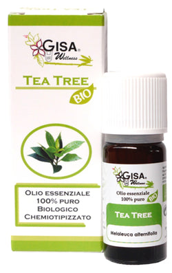 Tea Tree BIO - Melaleuca alternifolia - GREEN LIFE CYPRUS 
