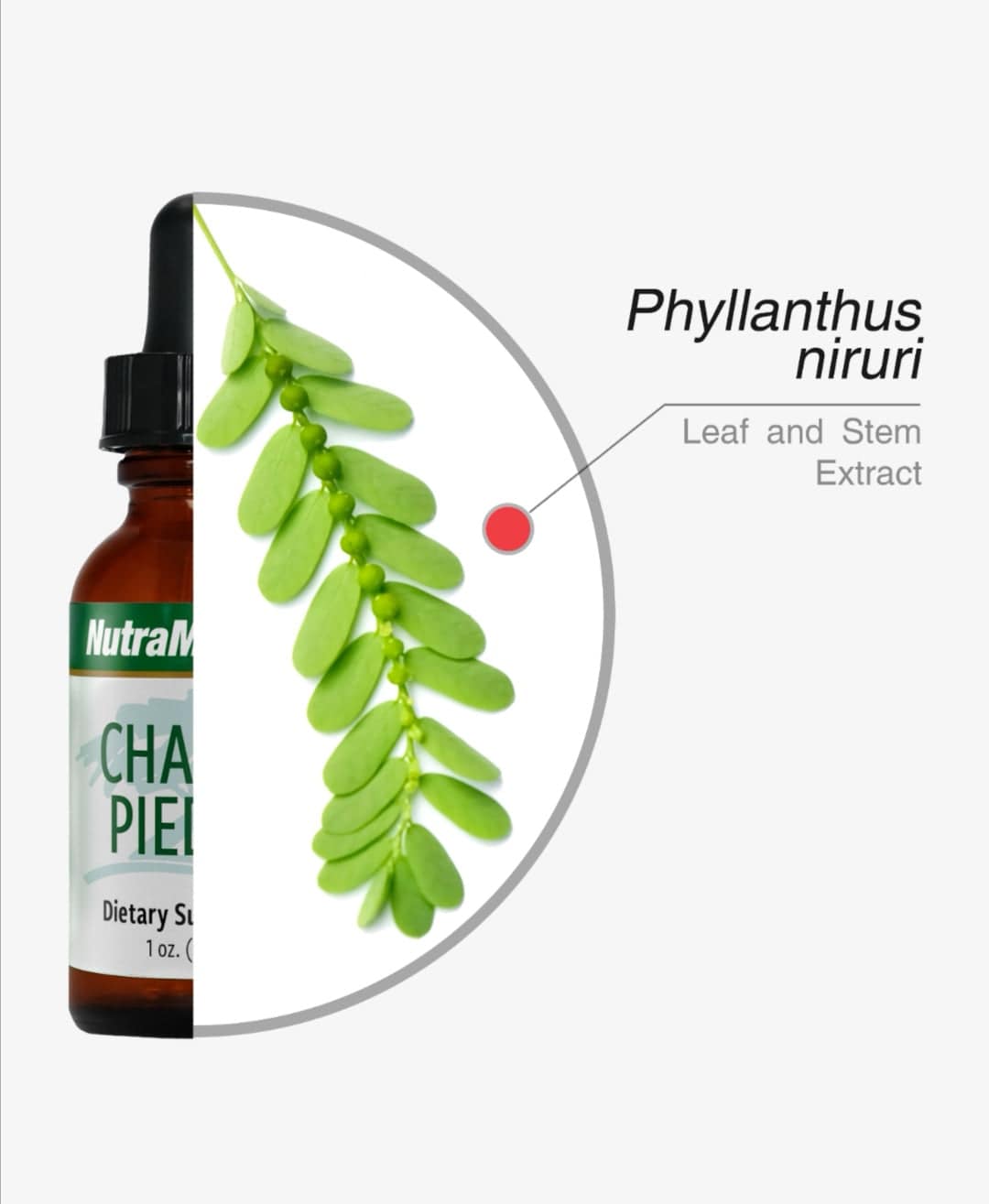 Sentosa Nutramedix Chanca Piedra supplement bottle, 30ml, with label displaying product name and dosage details.